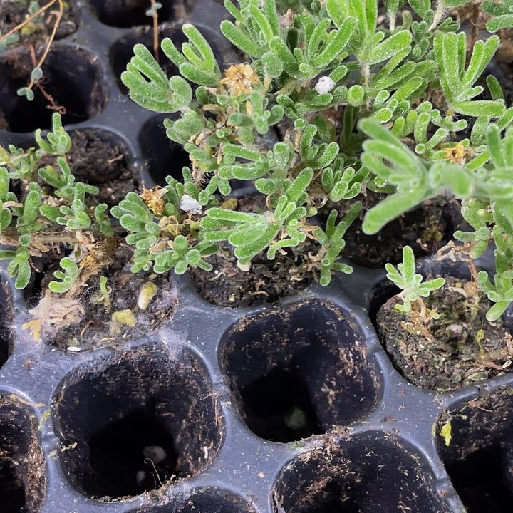 小枝干翻杏1元带土发