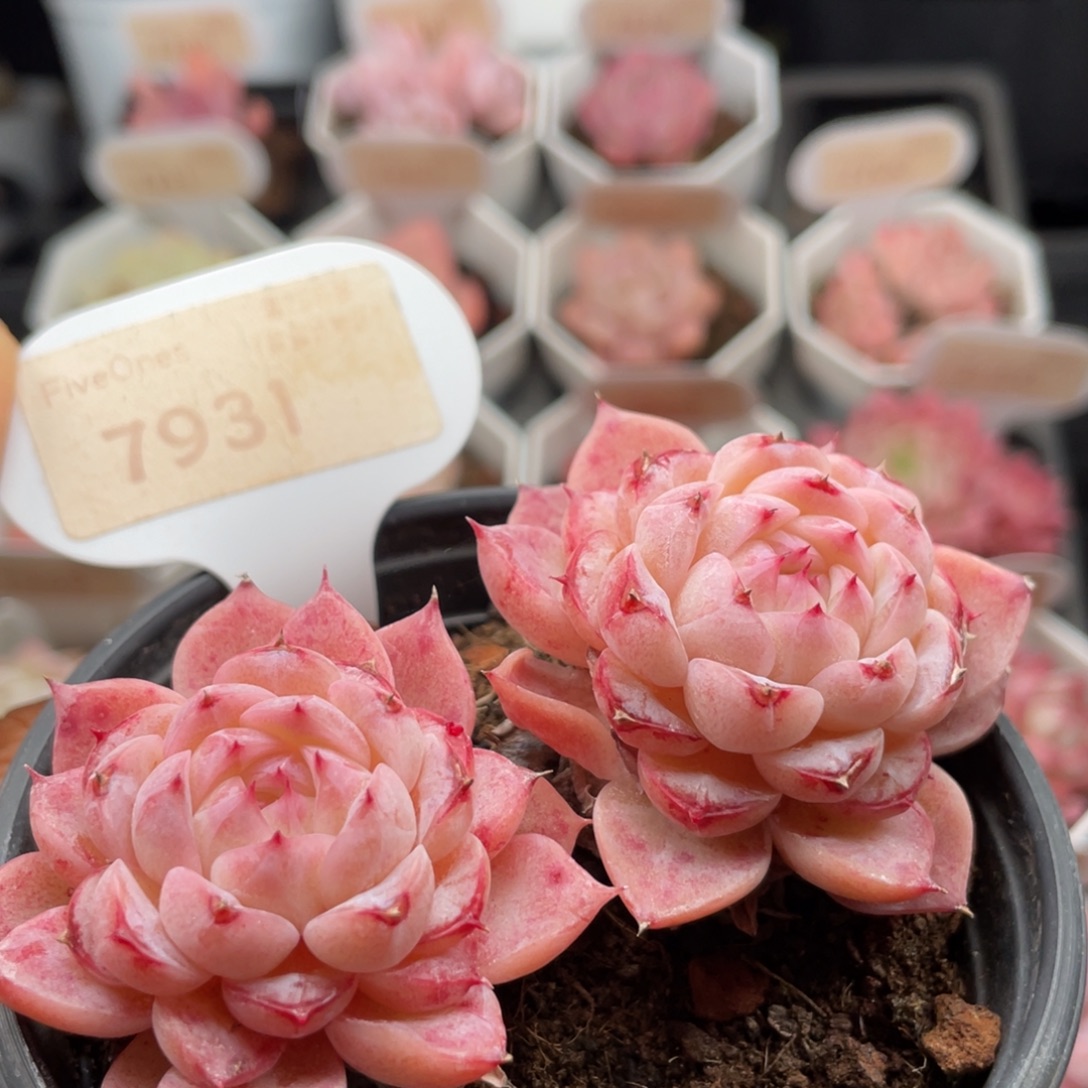 天鹅绒7931-8.5厘米
