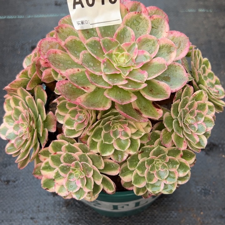 010孔雀翎20厘米左右