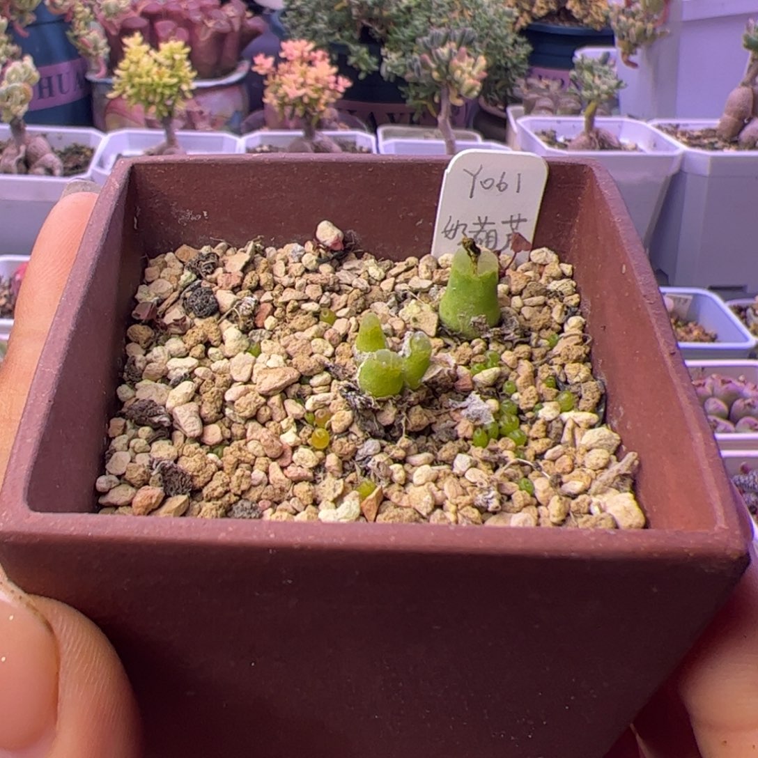 云***梅多肉植物肉锥奶葫芦