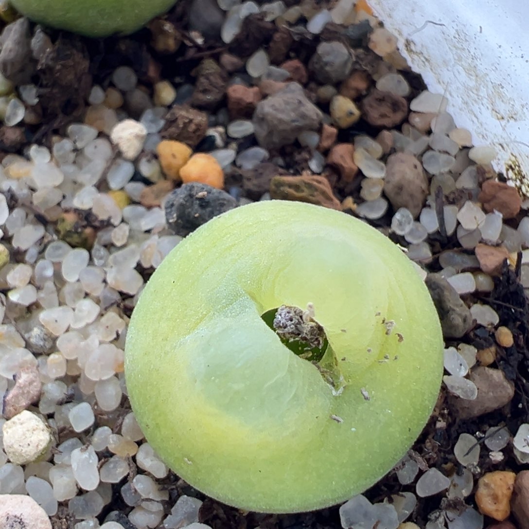 323。优选拉登杂 多肉