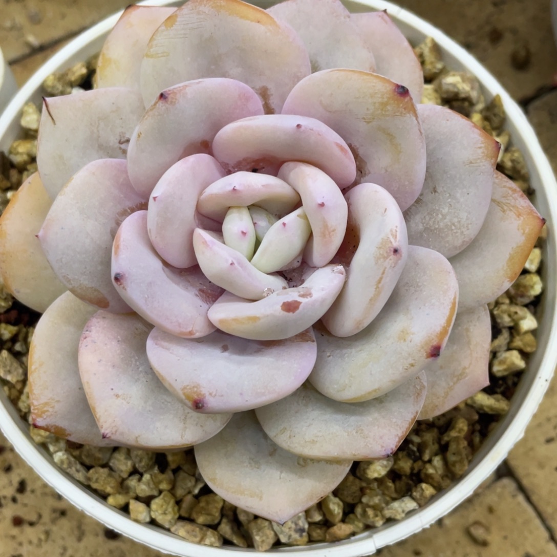 奶茶 精控养 老桩 一物一拍