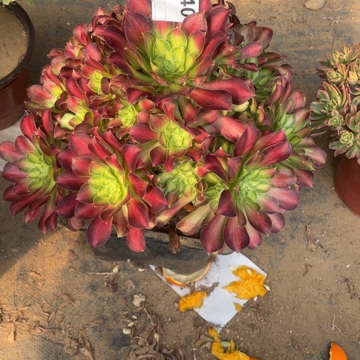 多肉韶华法师540