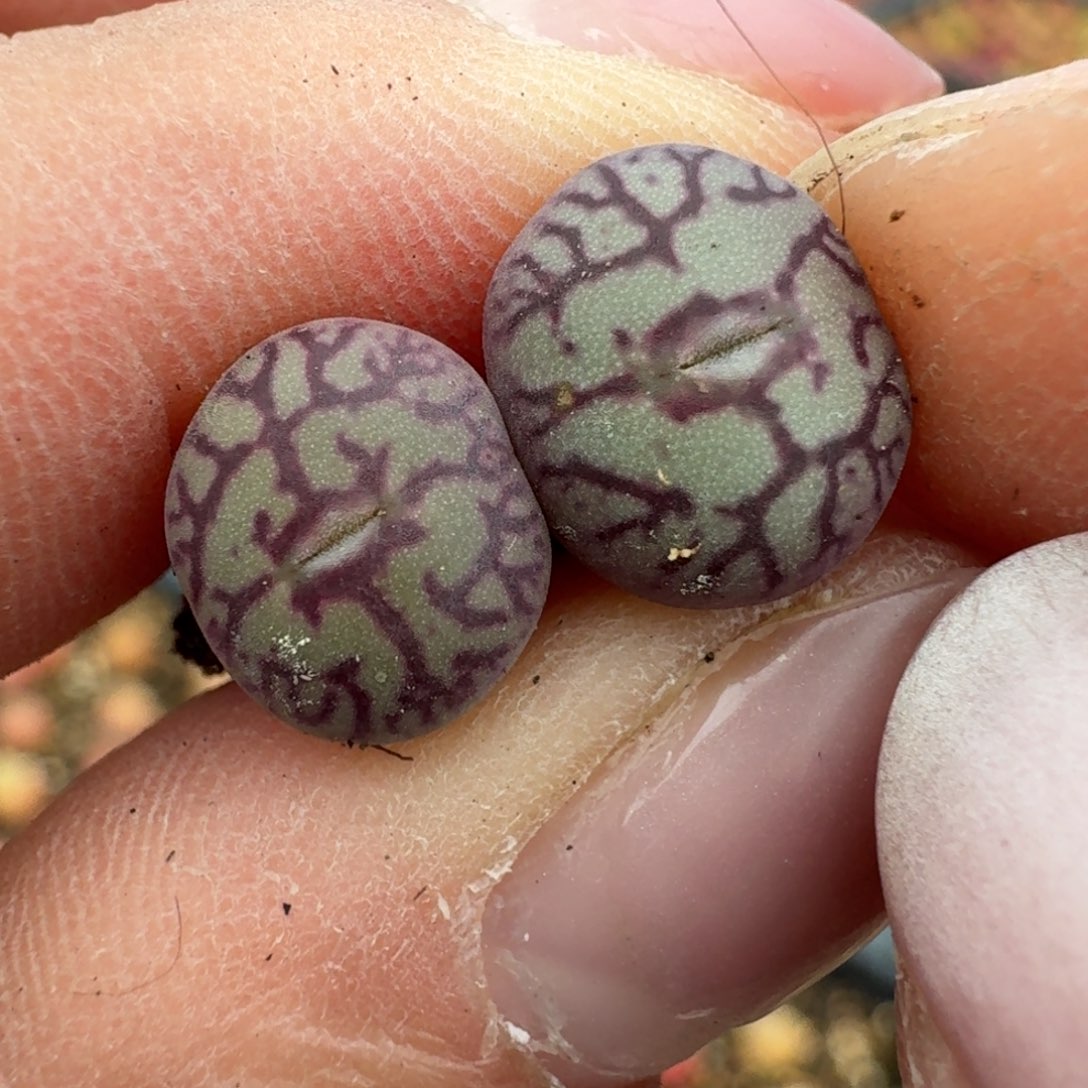 129两颗000000000000