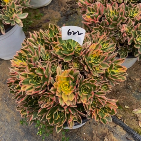 甜茶多肉植物622多肉