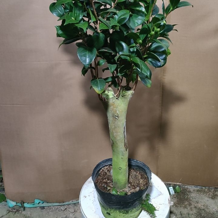 203六品，原盆原土发货，不包邮