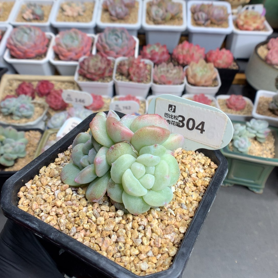 304 冰玉石化多肉