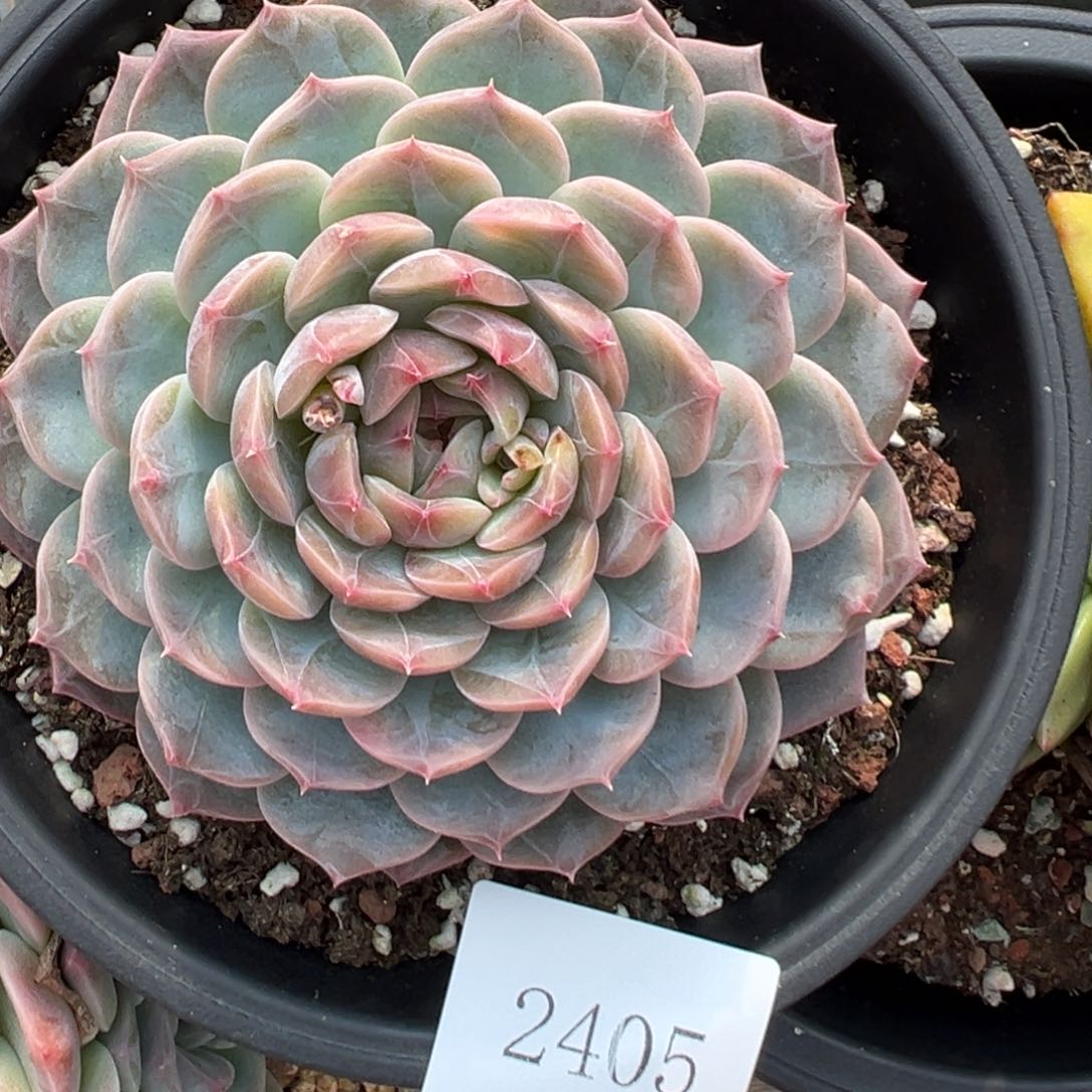 珍**前2405肉肉肉肉肉肉