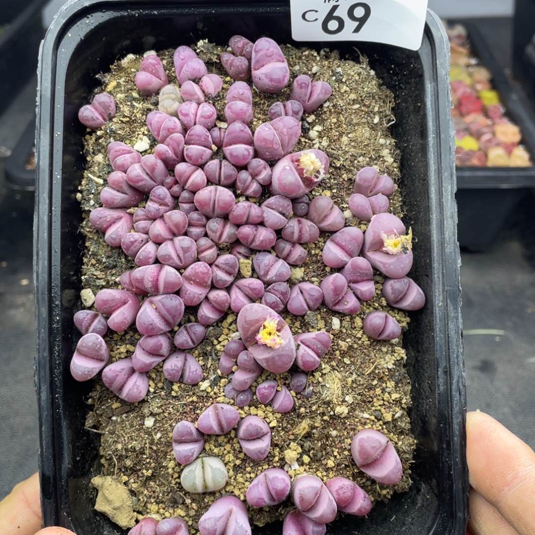 红陶000000000000069