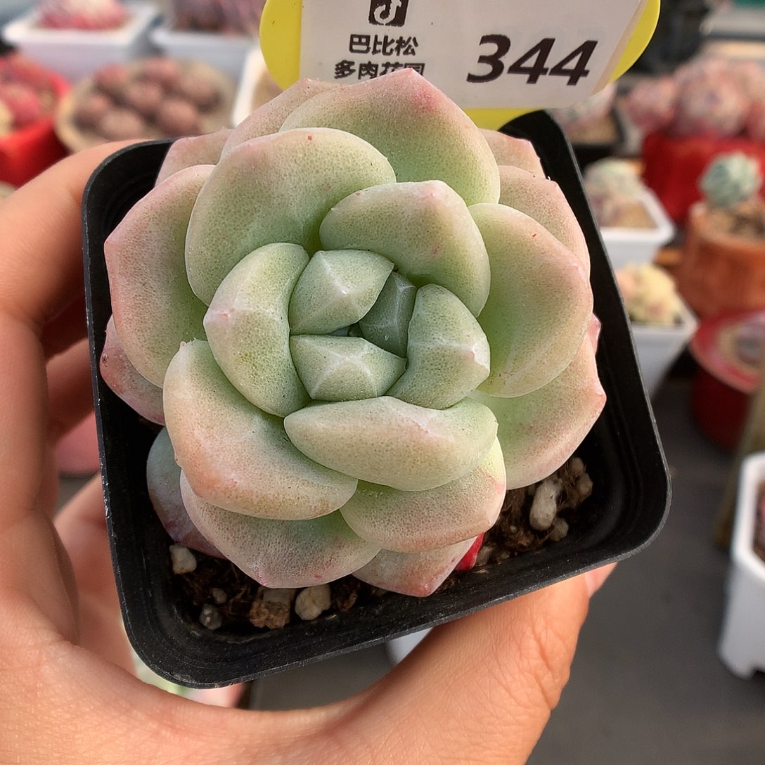 344冰玉石化多肉植物