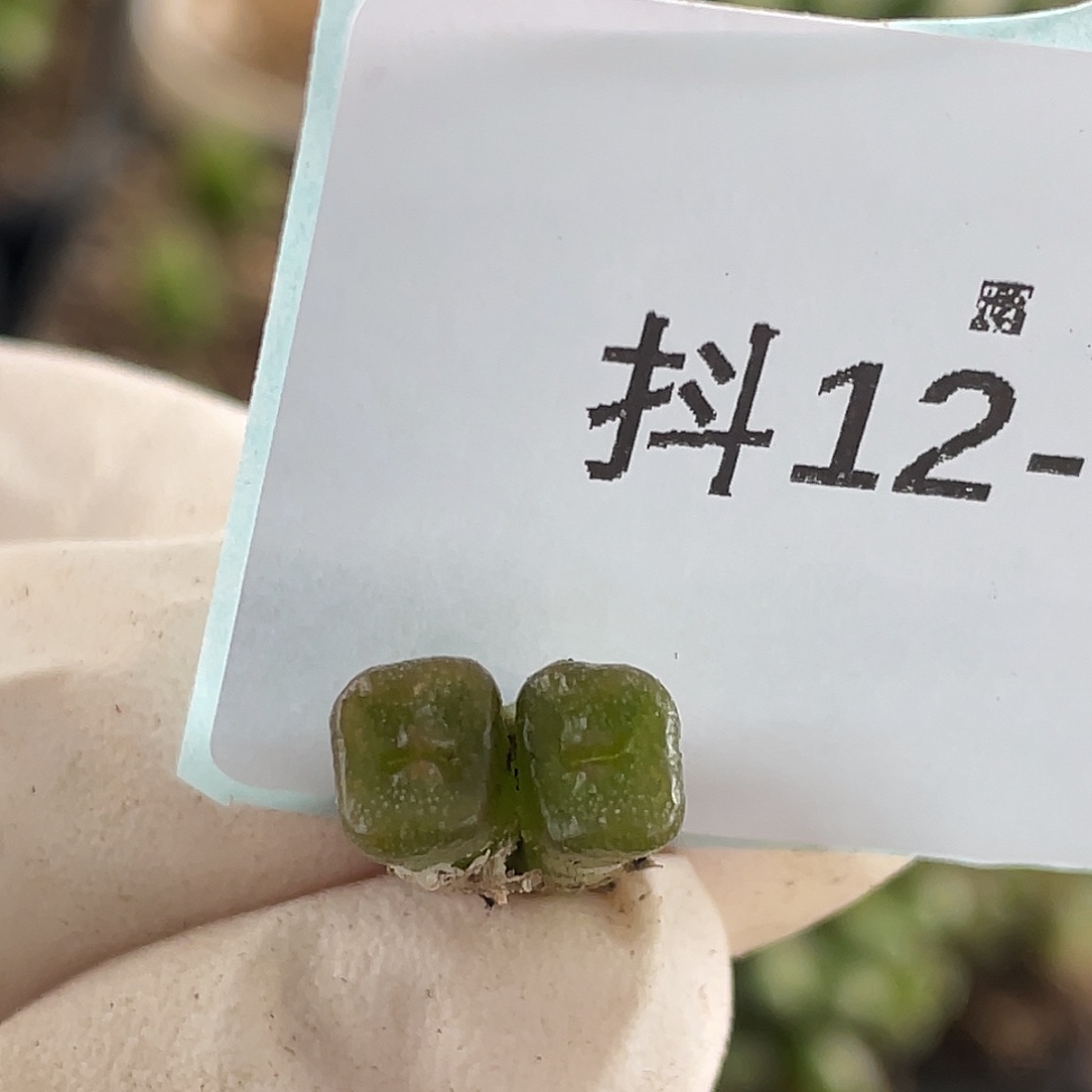 12-90方糖多肉植物