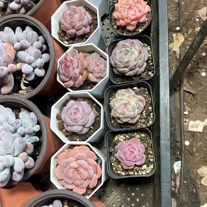 Y****y珍妮多肉10棵组合