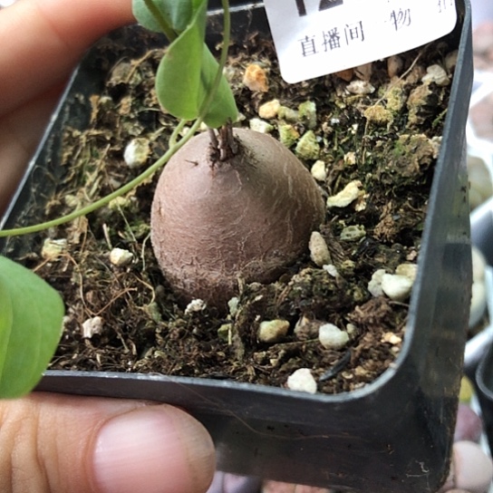 1233，异形龟甲龙2.7厘米