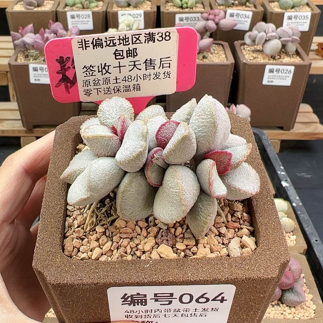 064九百号多肉植物