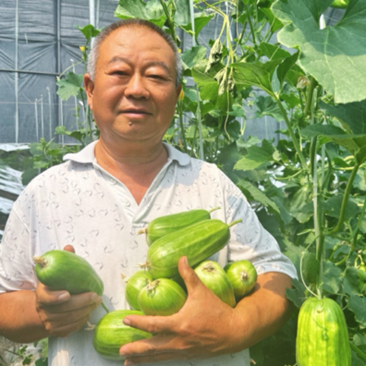 脆瓜菜瓜八棱菜瓜3斤装新鲜脆瓜无糖生吃水果