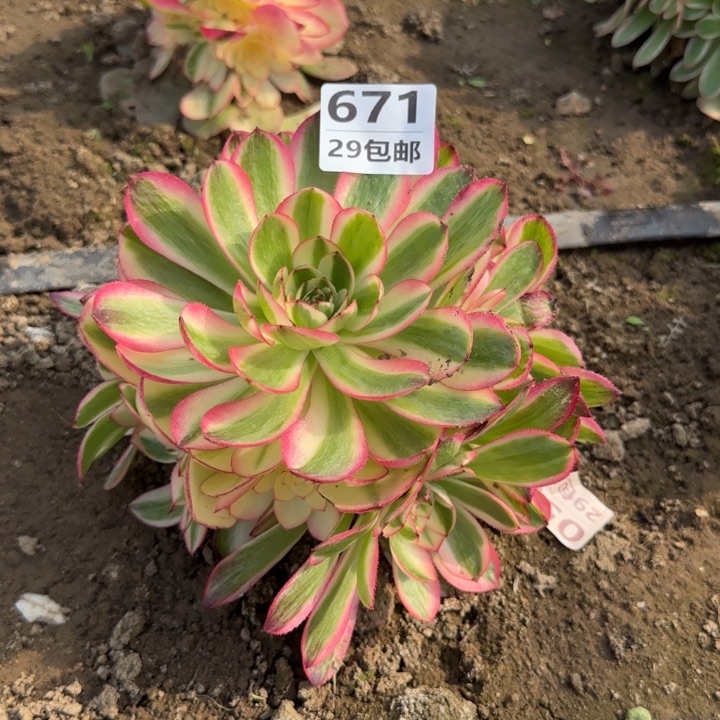 荔枝……多肉植物的