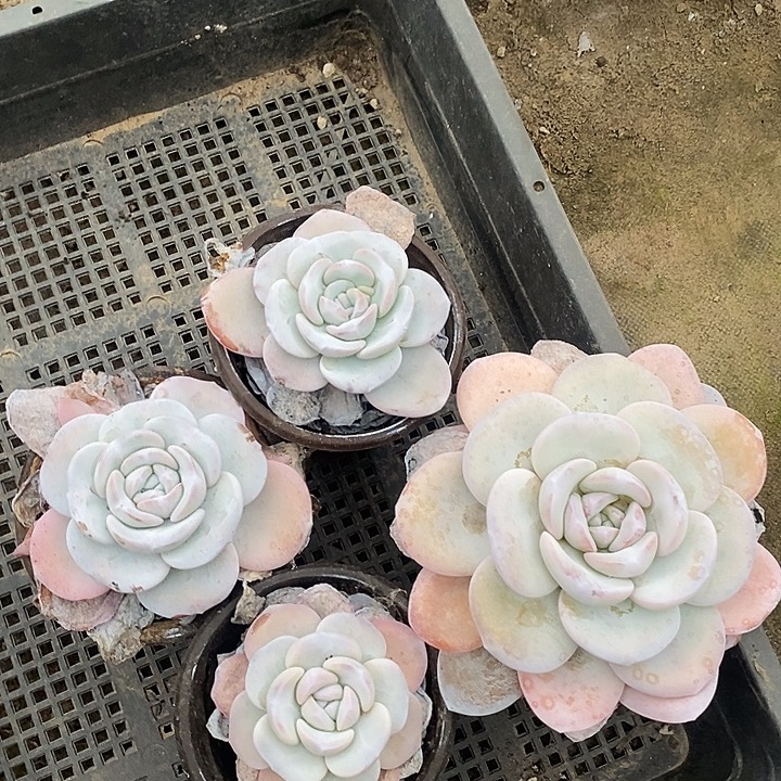 南***热无花朵2245号一物一拍雪莲