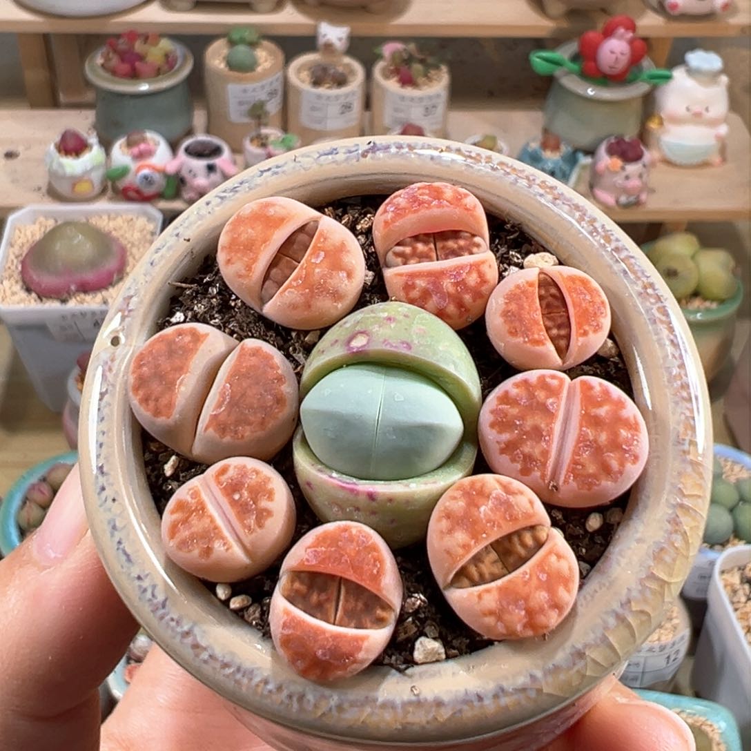 多肉植物80号彩色