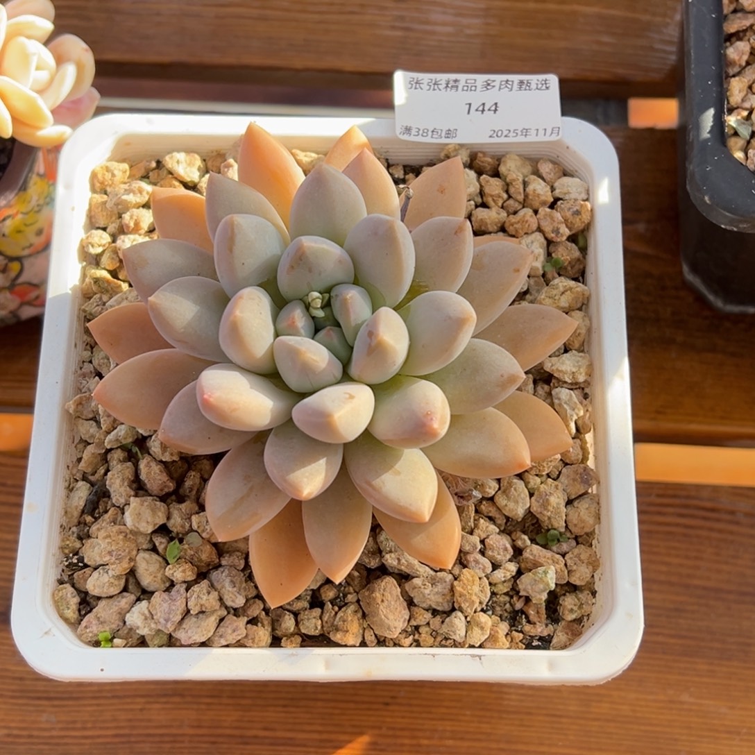 *****张张精品多肉甄选144