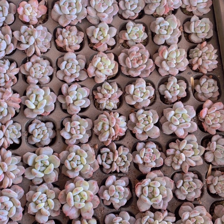 余****穴盘梦露一整盘一物一拍