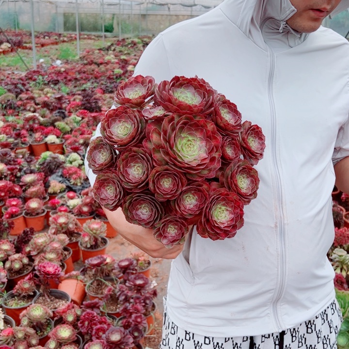 抹茶二加伦多肉法师