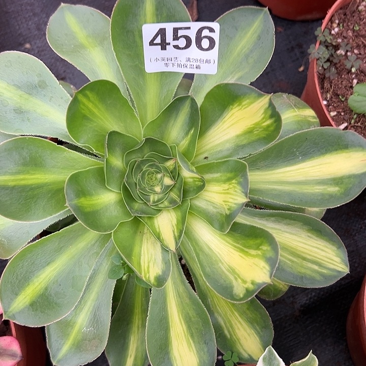 456多肉植物艳姿中班