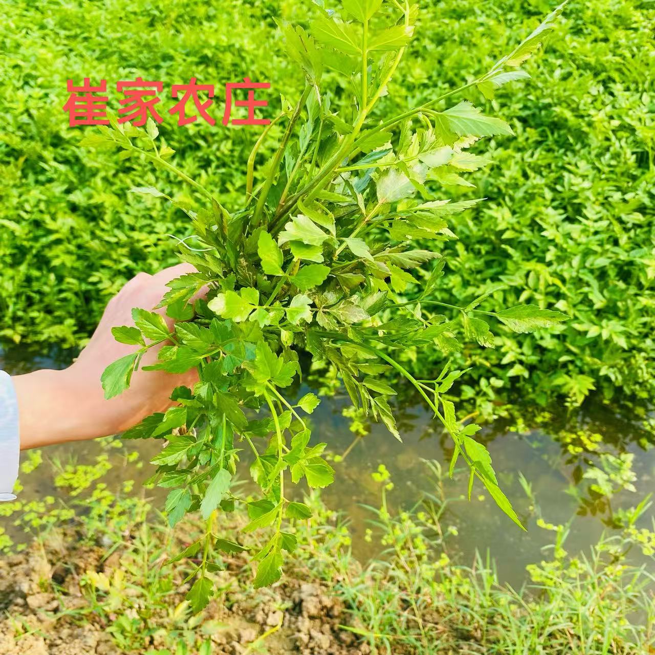 水芹菜 野生水芹菜 中华水芹 水芹菜水培植物可绿化食用新鲜