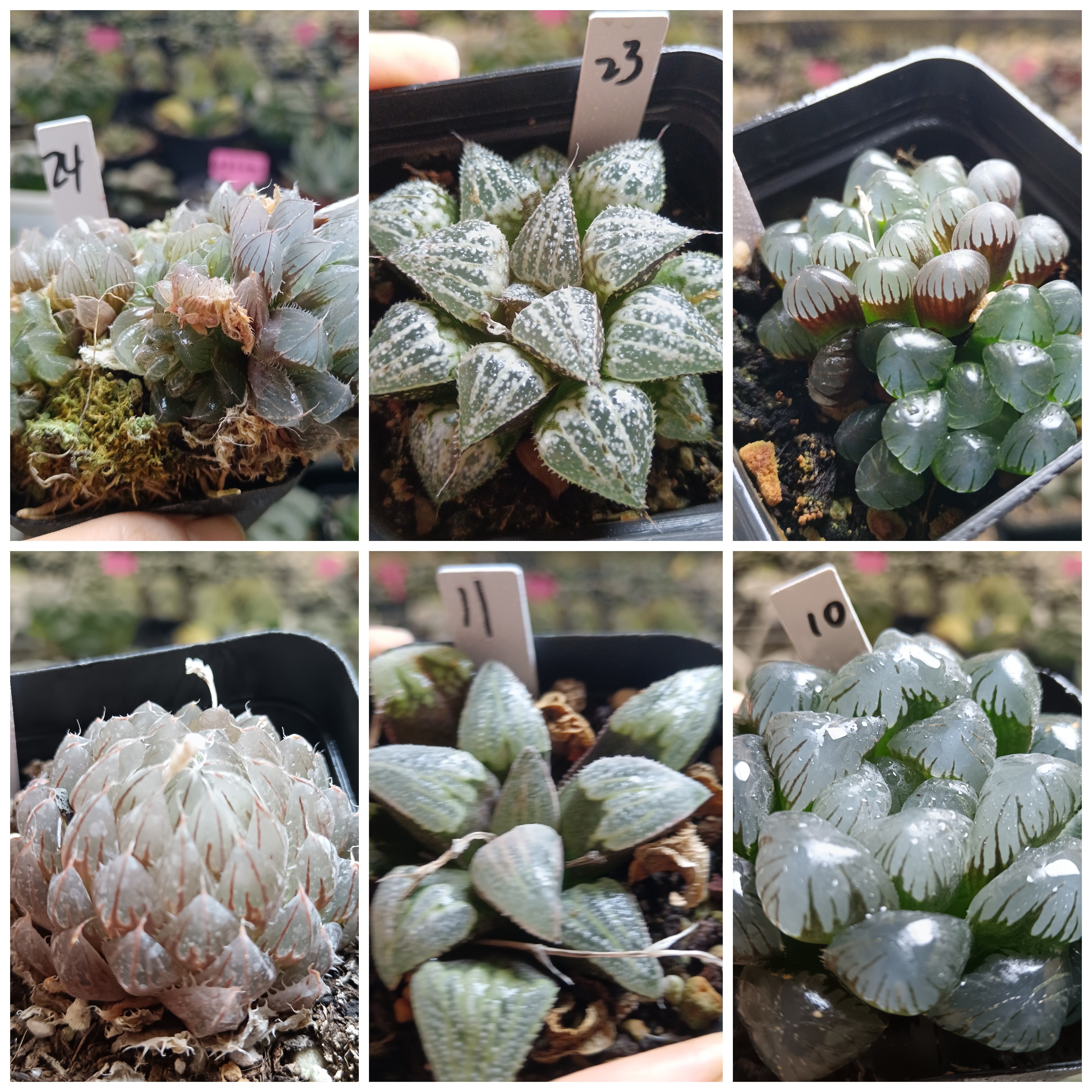 17号A特价玉露锦寿十二卷多肉植物一物一拍带盆带土发货25年9月22
