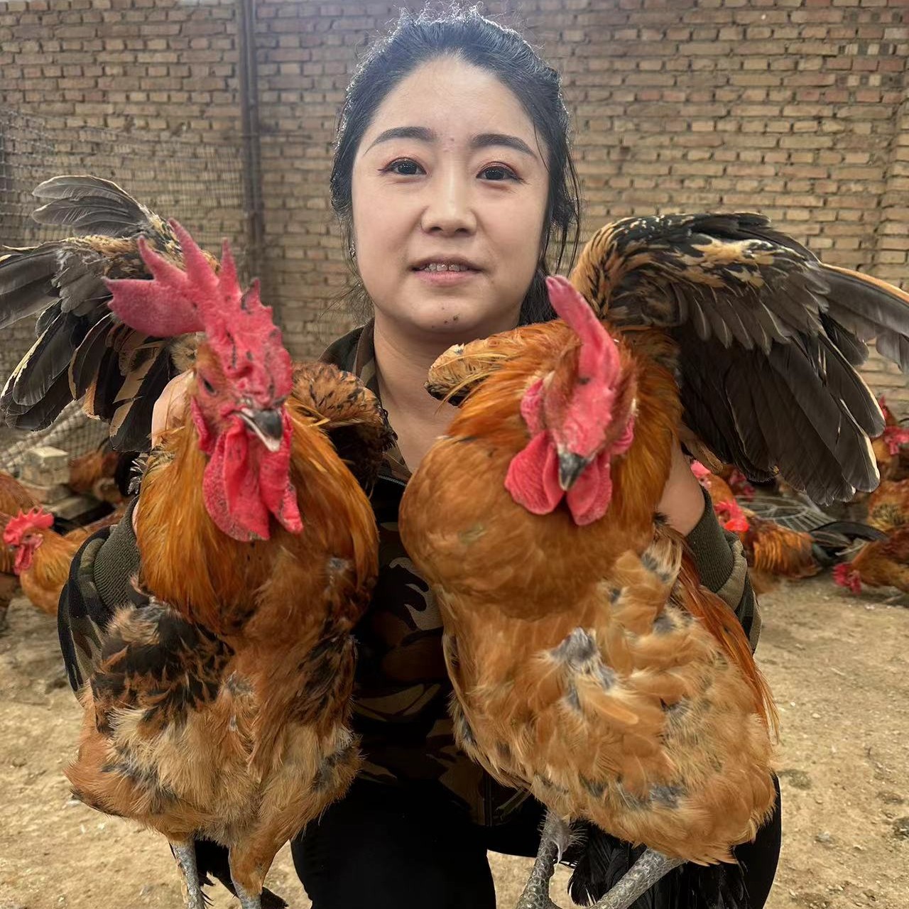 溜达散养笨鸡 公鸡3斤以上