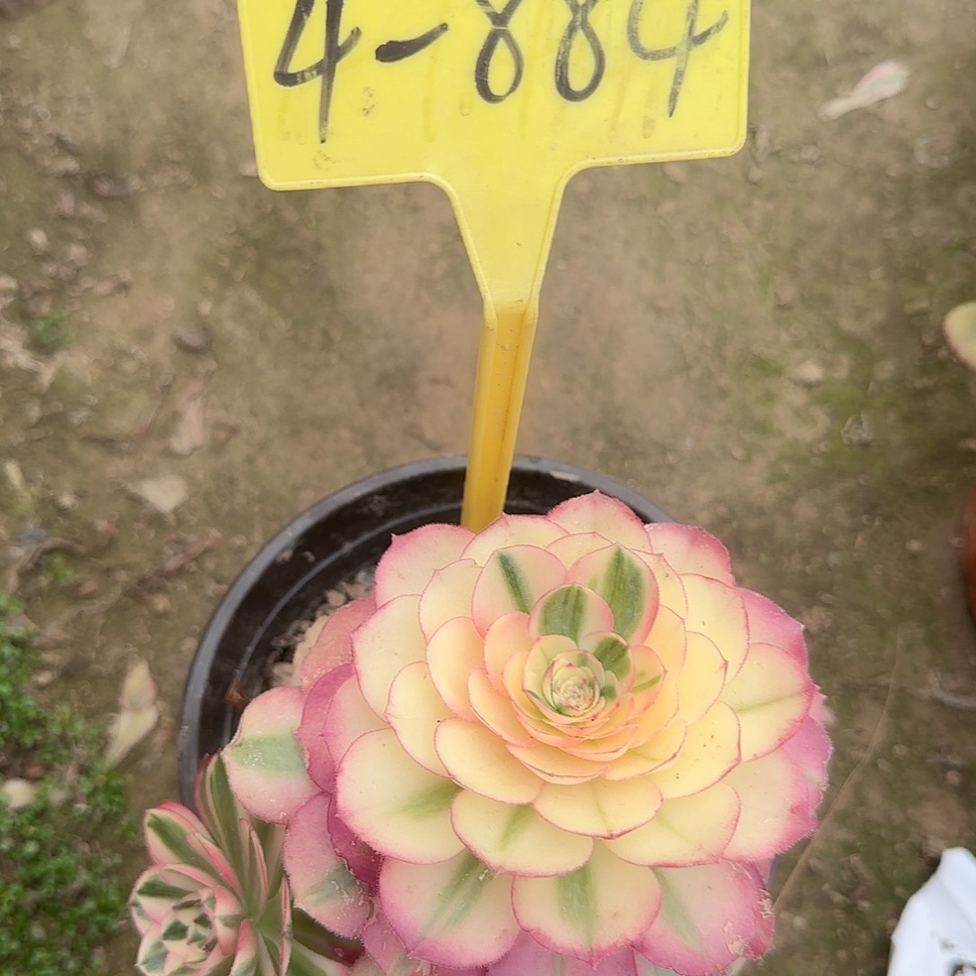 4-884---多头多肉植物