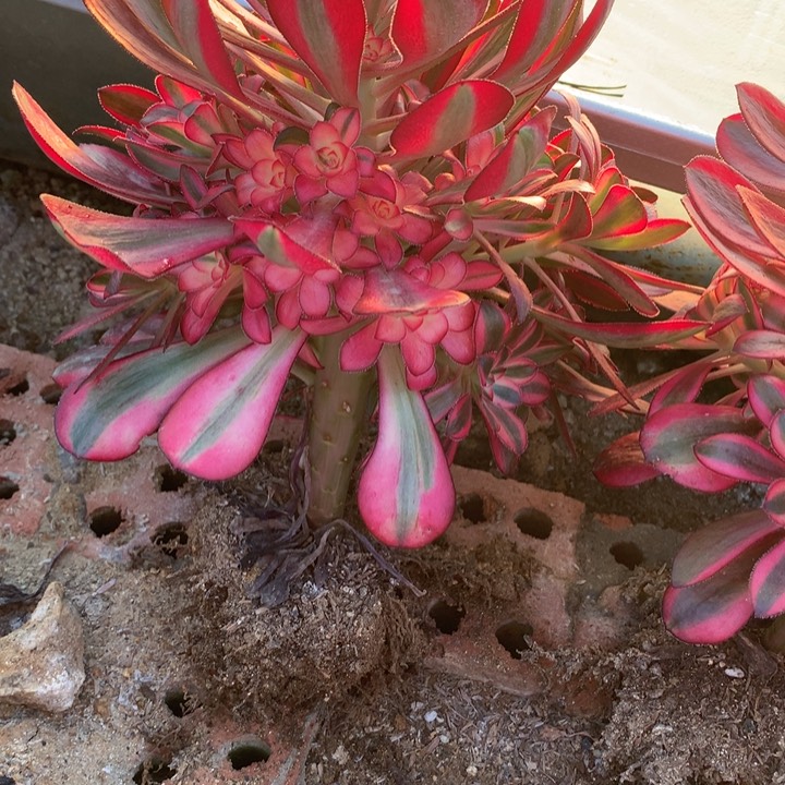 953多肉植物一物一拍