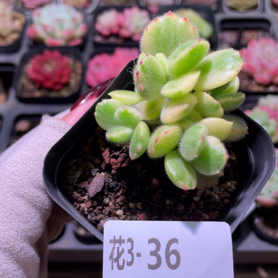 花利美3-36彩熊 不售后