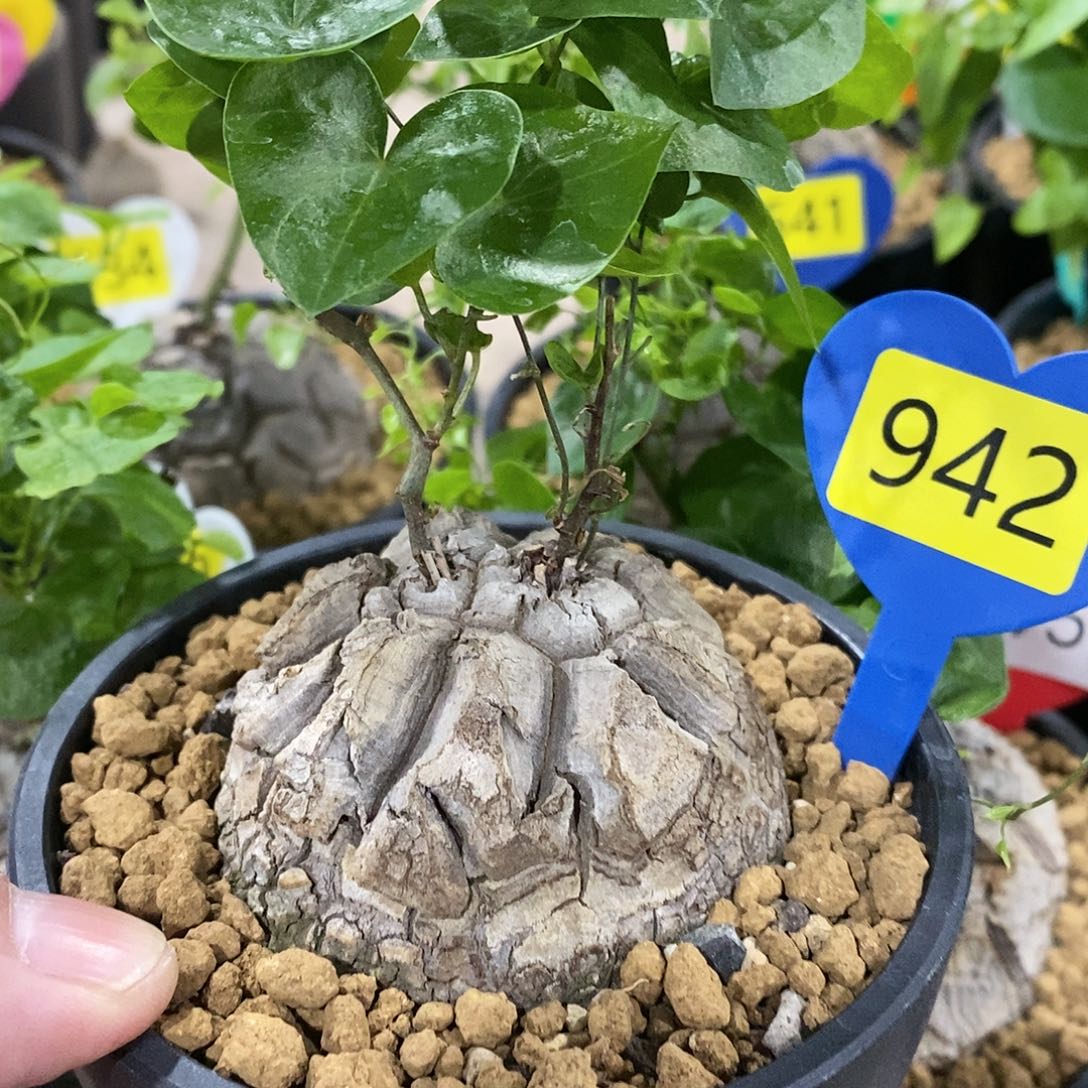 南非龟甲龙龟甲龙