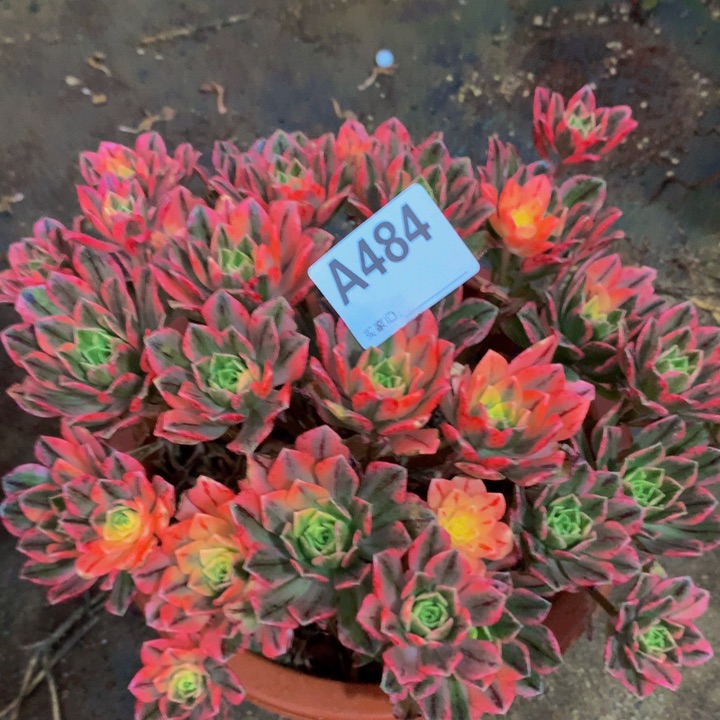 484七彩甜茶。                      