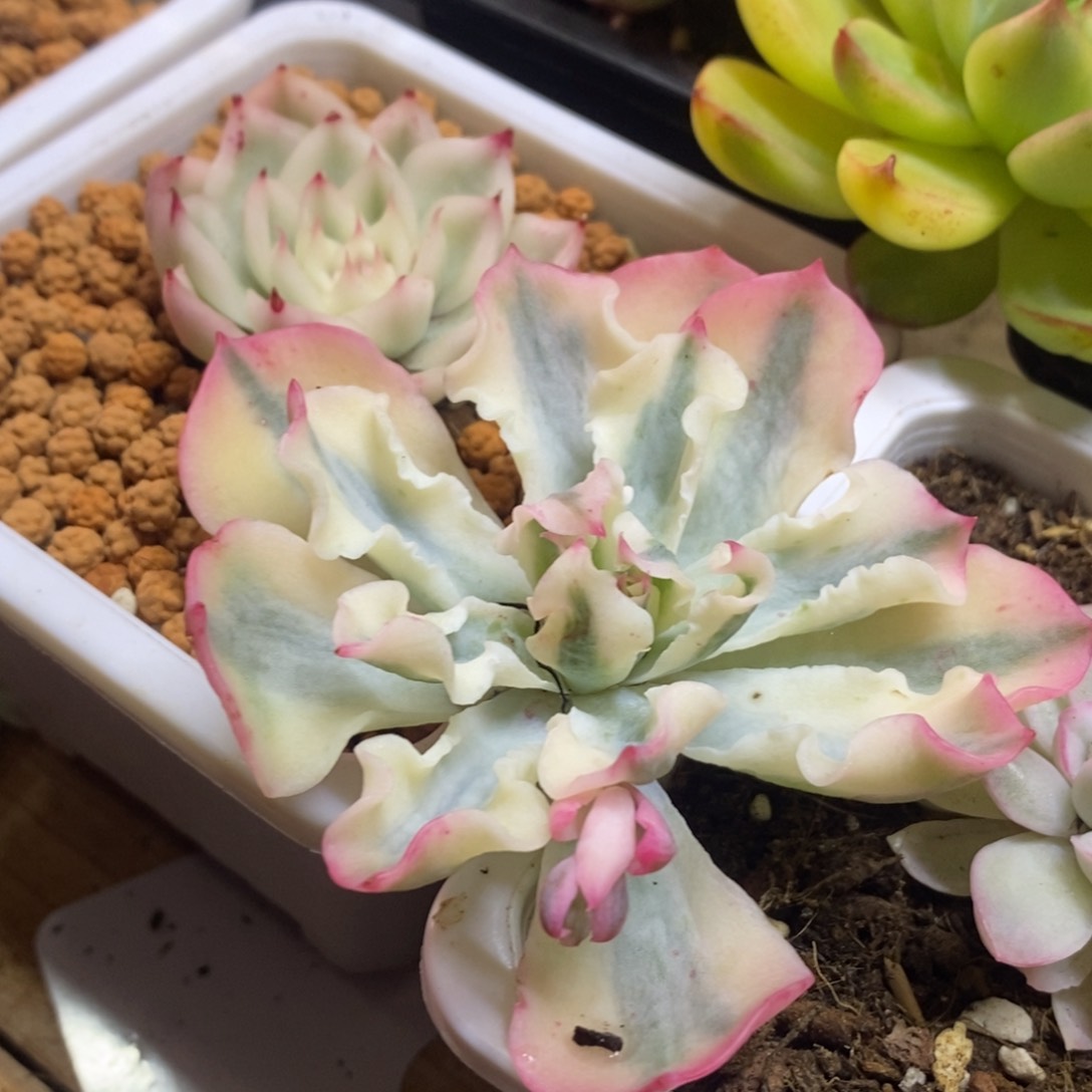 宇***婷宇皓婷婷 多肉植物