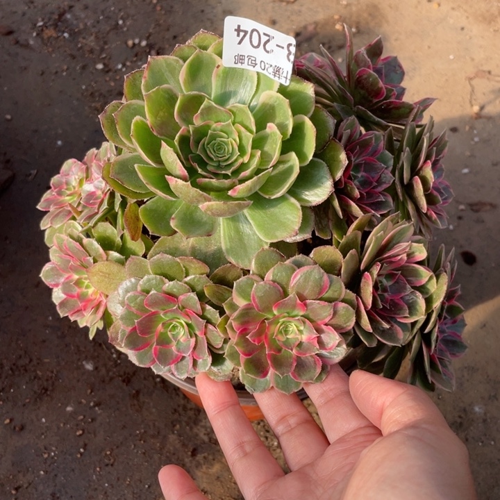 用***3204月华多肉123446789