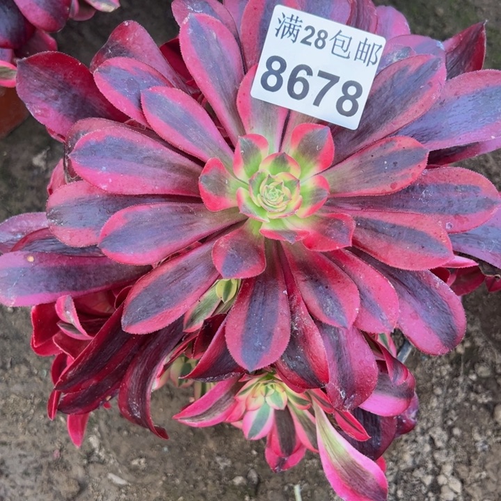 8678南美杜莎多肉植物
