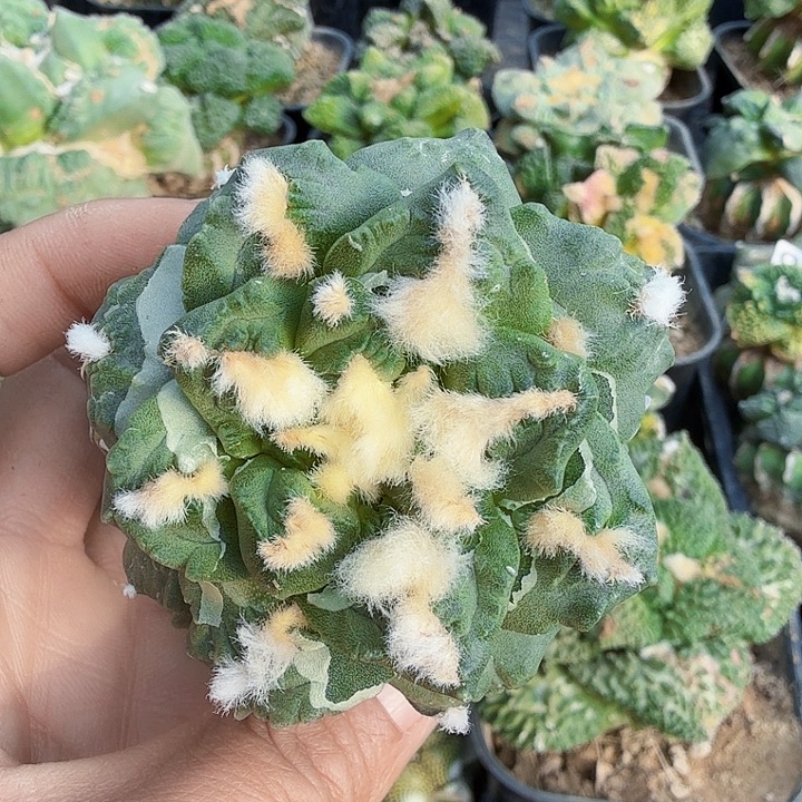 无花朵418龟甲牡丹