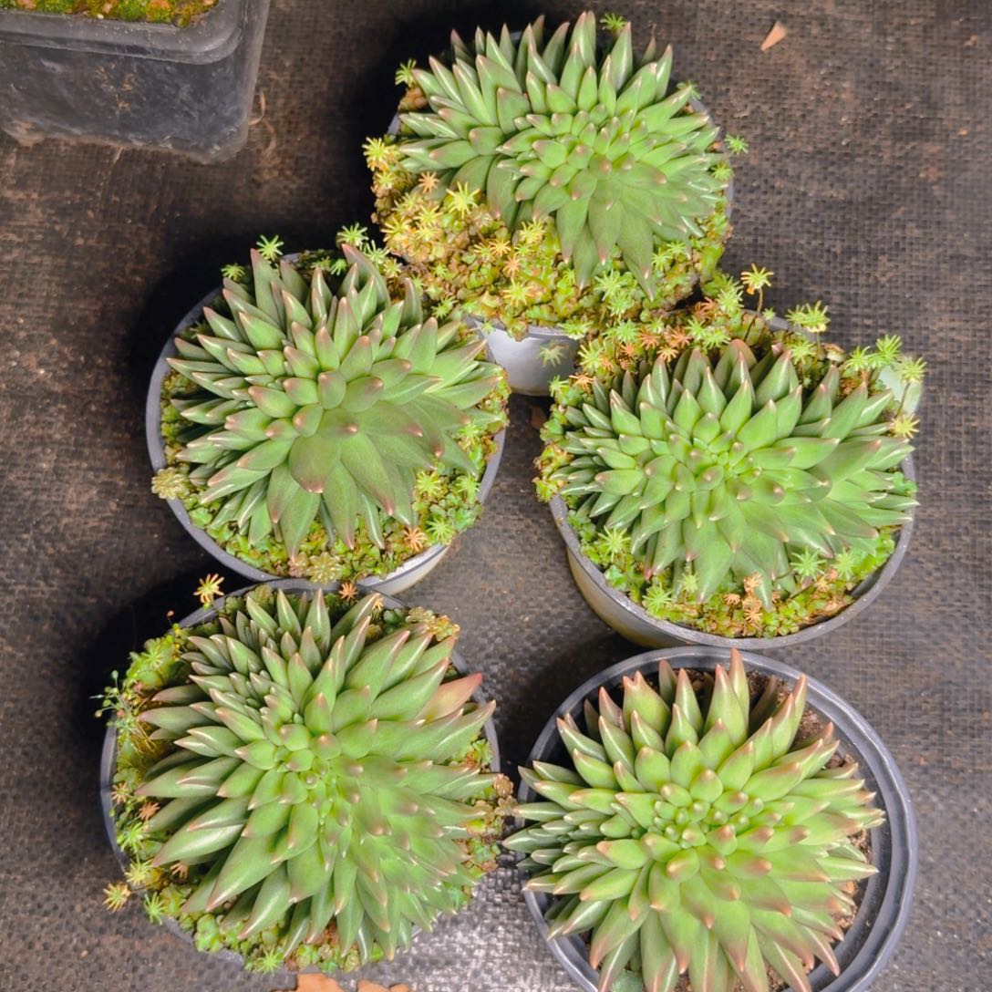 布丁缀福利多肉111111111