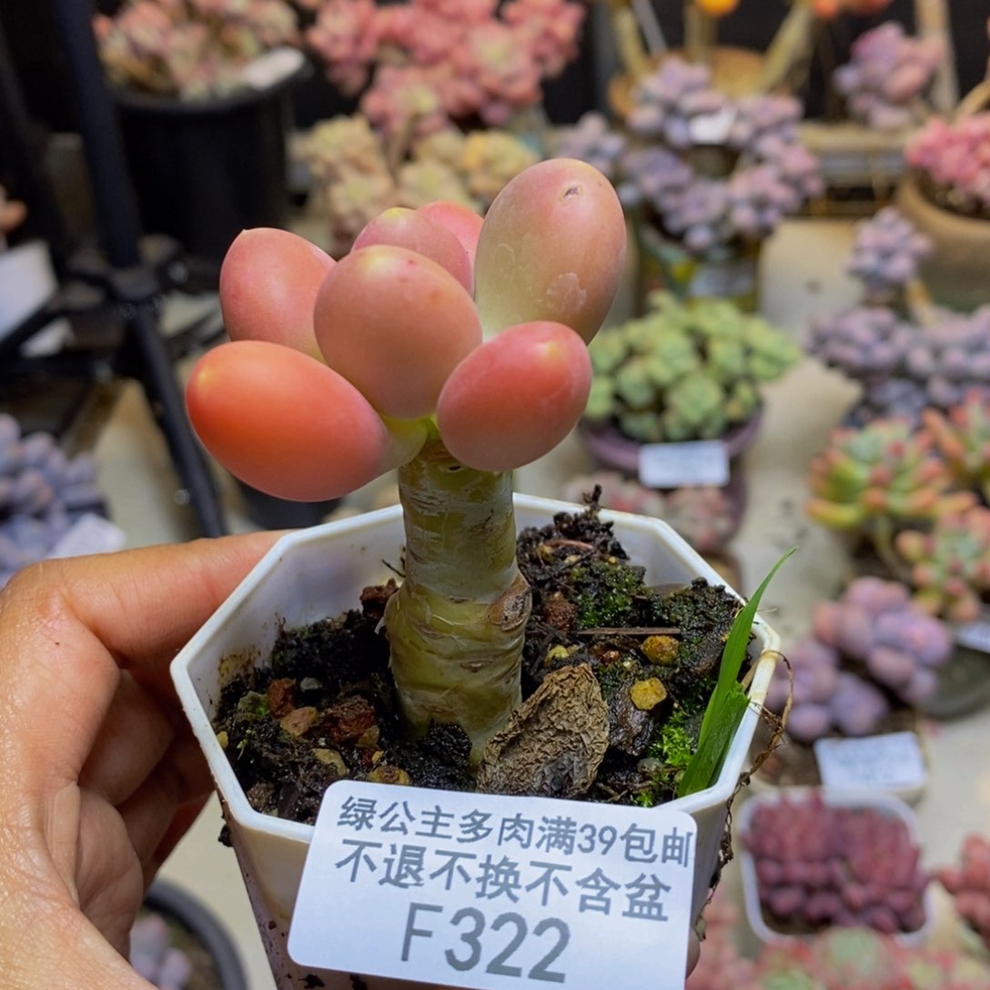 322金蟾多肉肉4c m