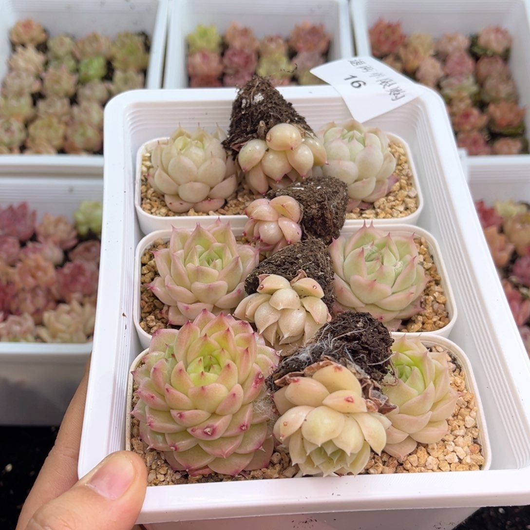 舒*16 尺寸2到3厘米 新疆西藏内蒙不发货