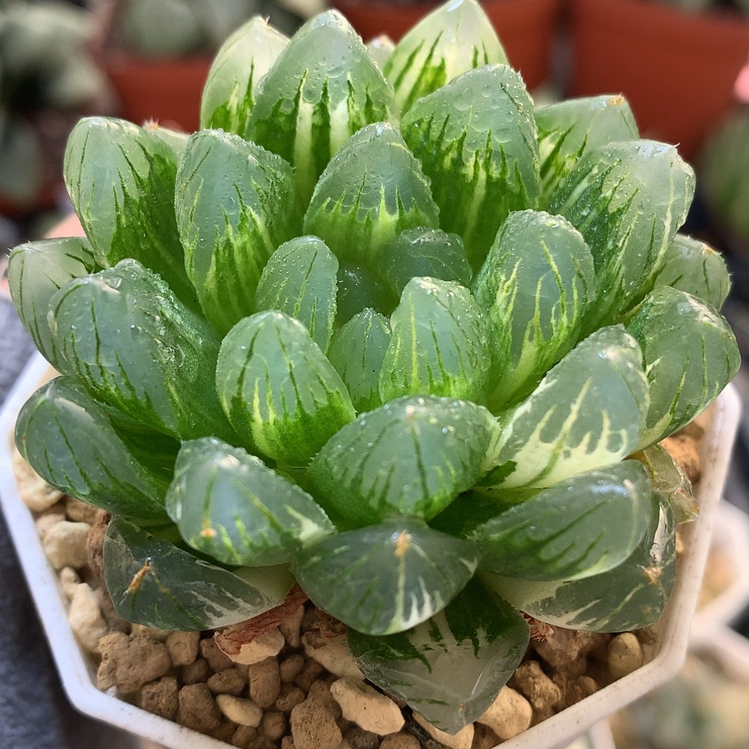 龙鳞玉露锦带UFO土