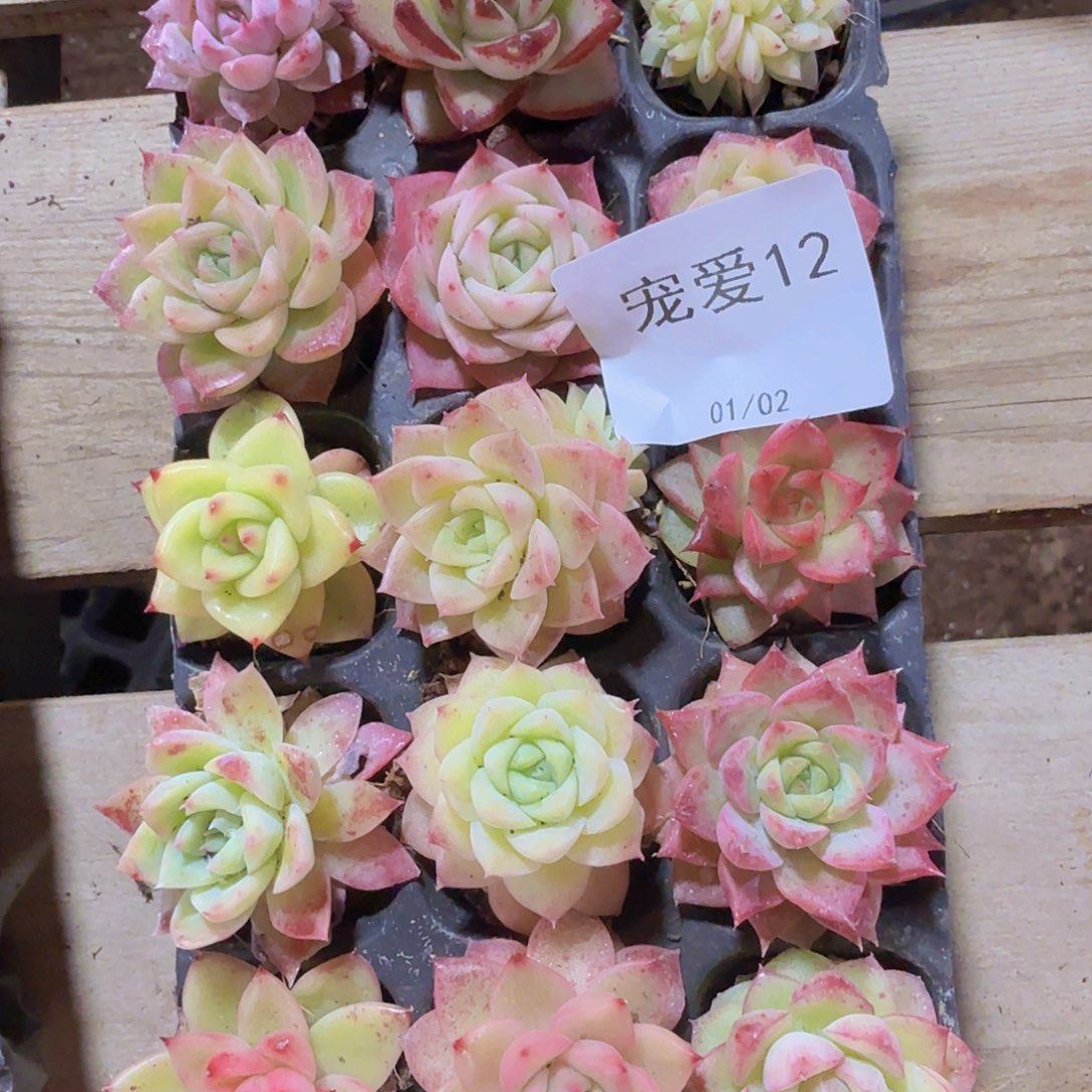 直播福利一物一拍12