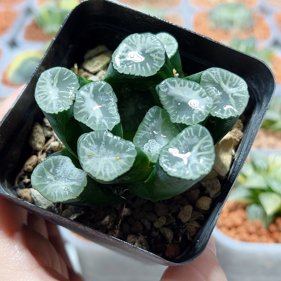 十二卷多肉瑞云万象