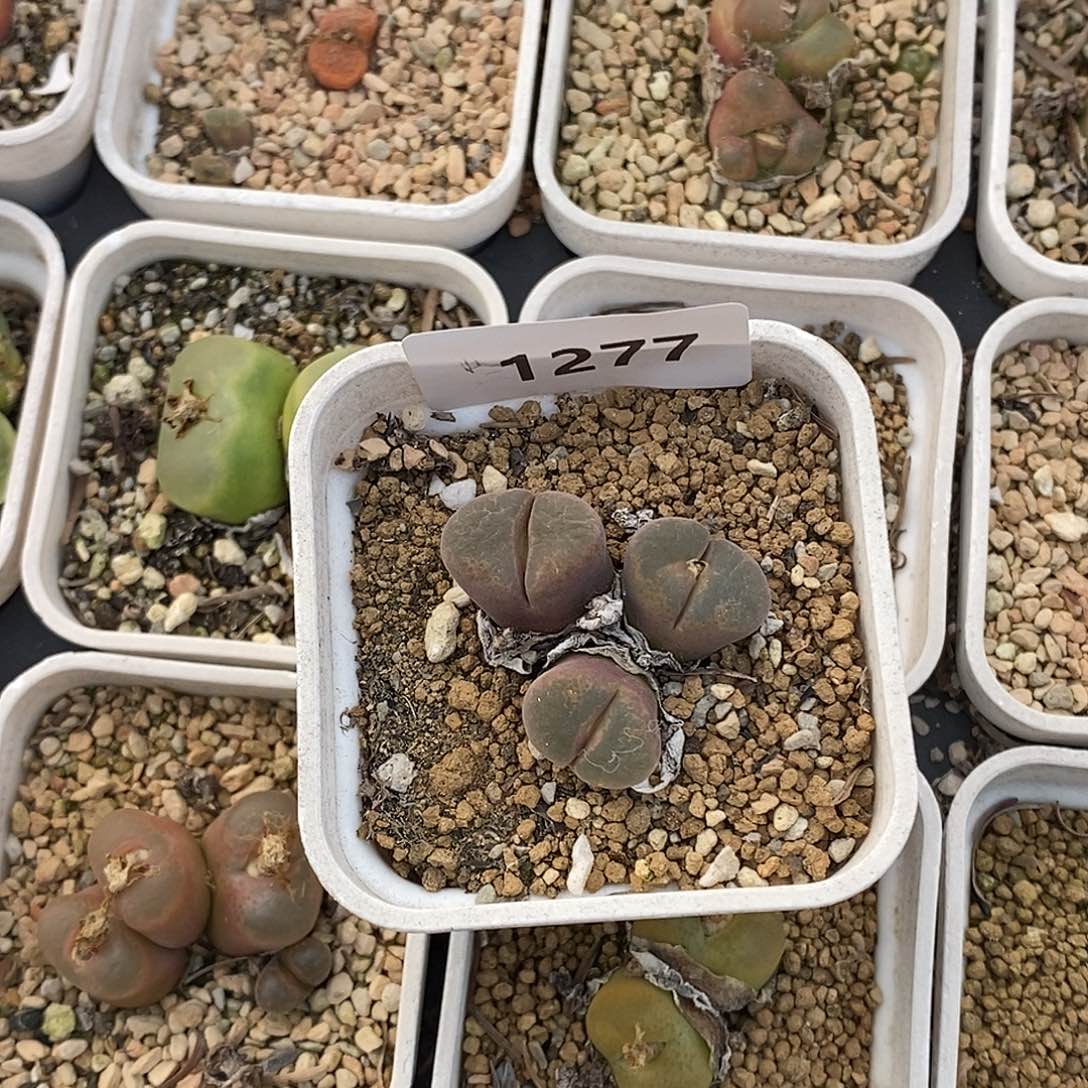 小****九1277-风铃有伤。     