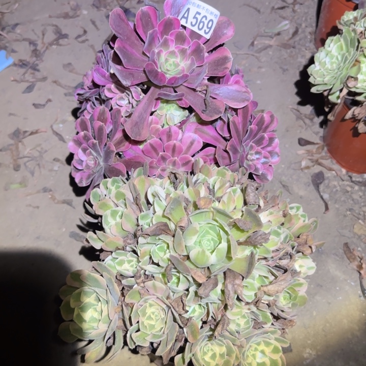 两颗……不包断枝……多肉植物