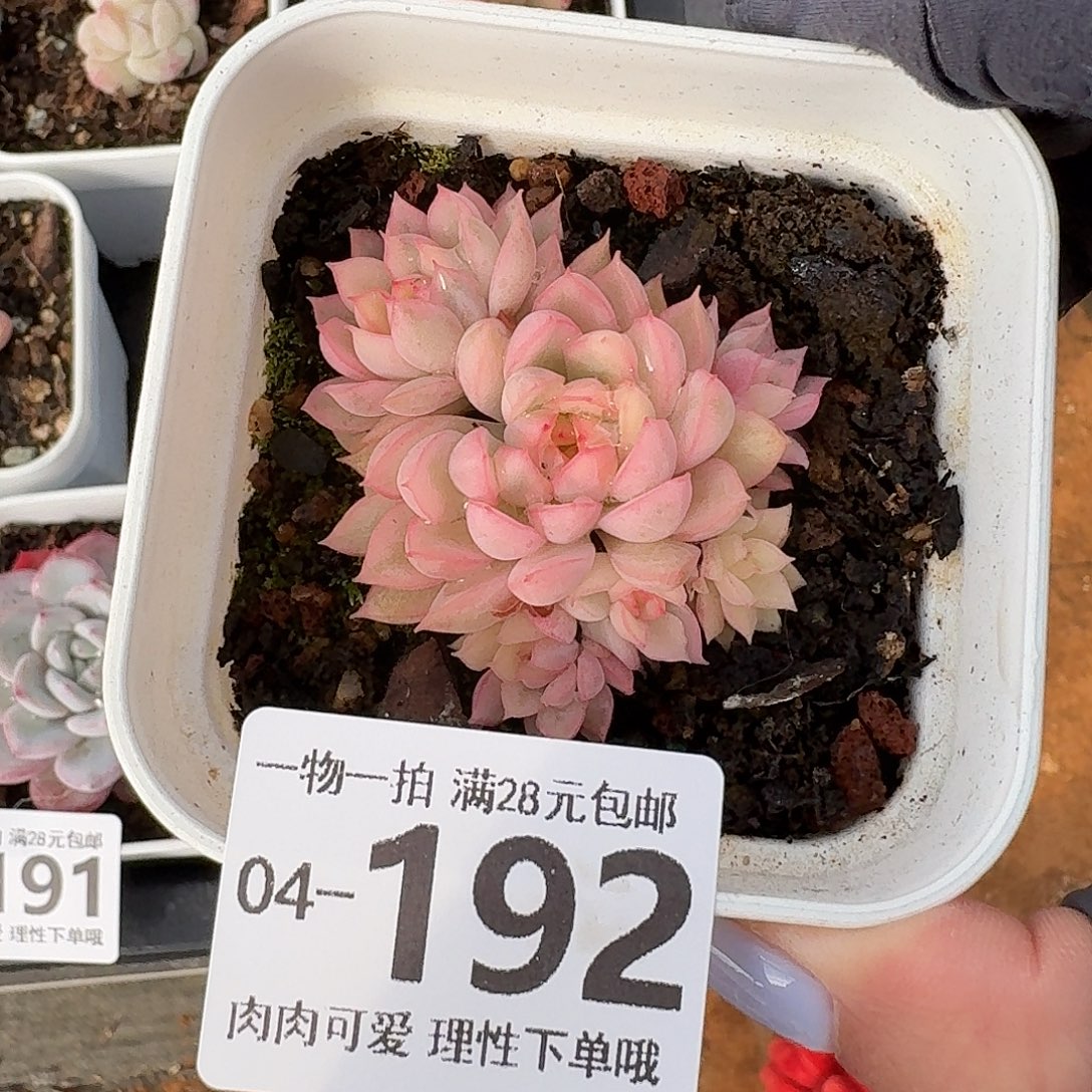 女雏无盆土发货无