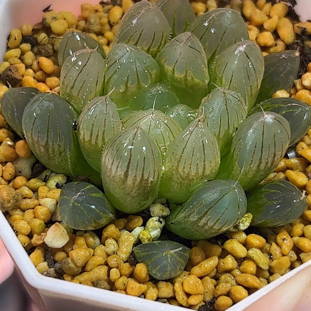 黑肌雨斑锦十二卷多肉