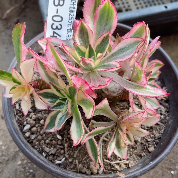 34魅影有砍多肉12345678