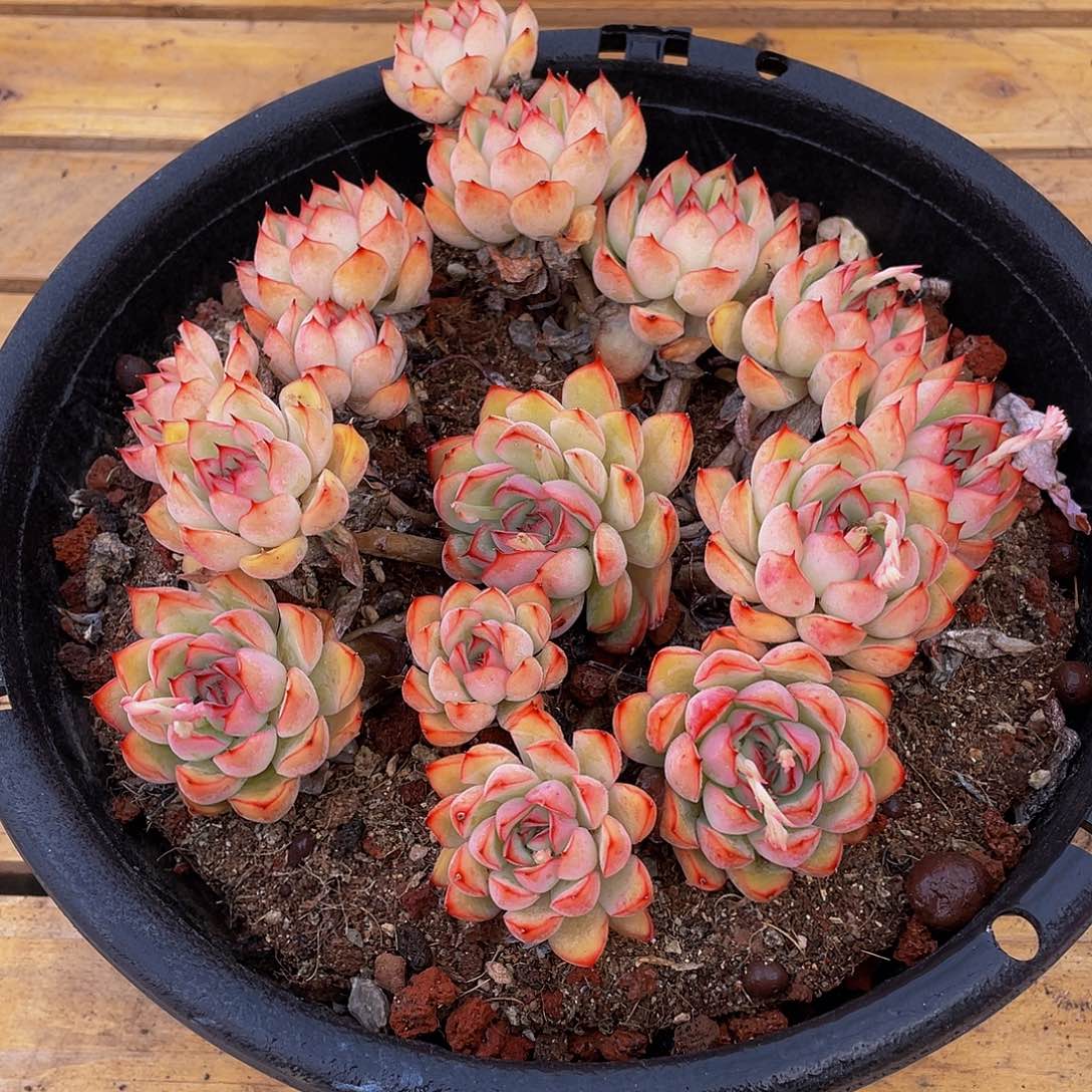 何花仙子多肉植物2276